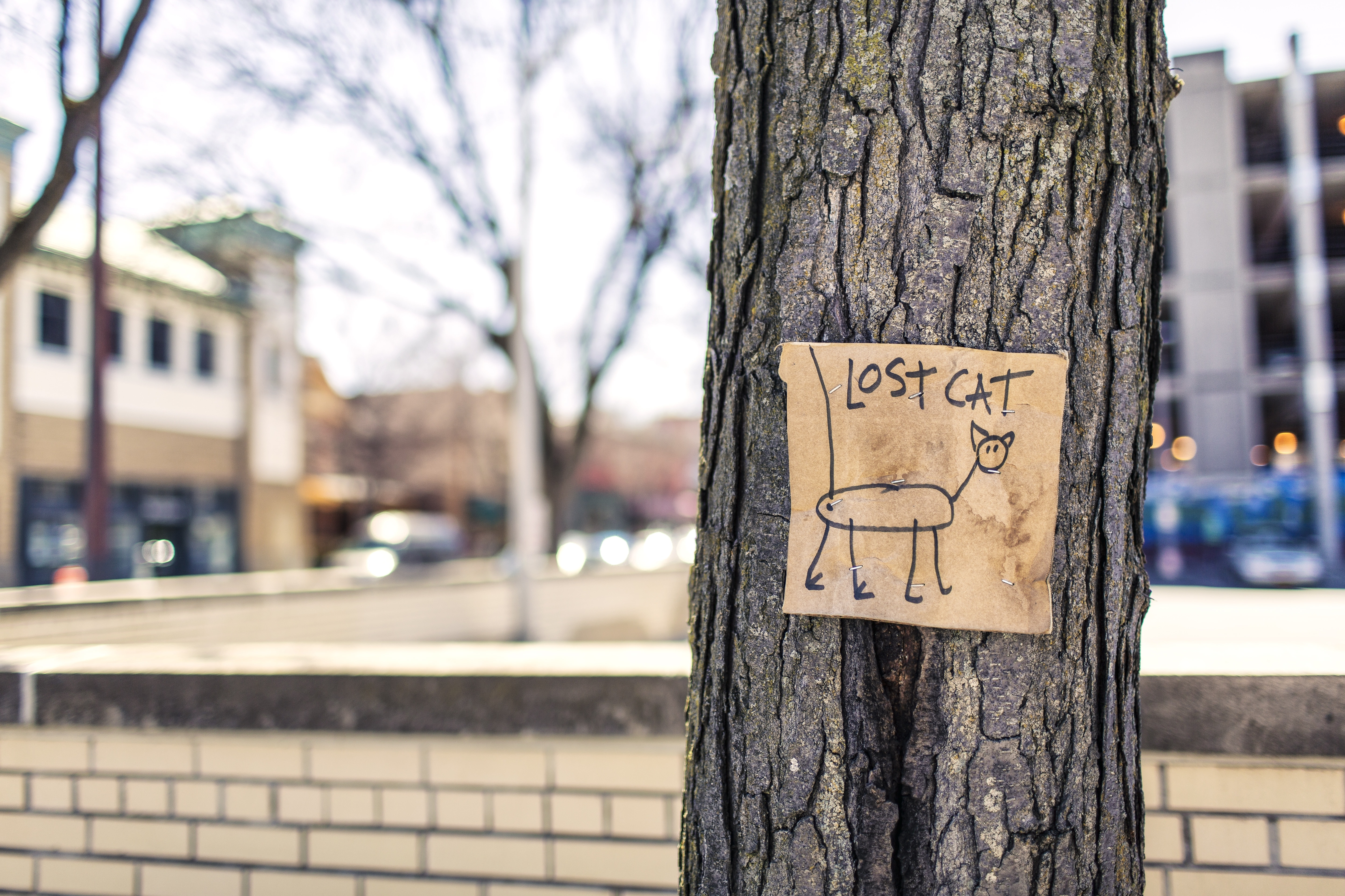 Sign, Tree, Fun, Art, Lost Cat, tree trunk, tree