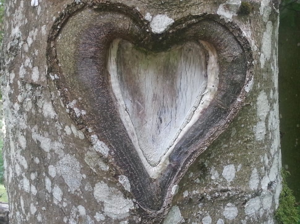 heart carved in grey tree preview
