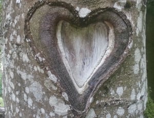 heart carved in grey tree thumbnail