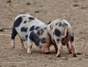 two brown and black piglets thumbnail