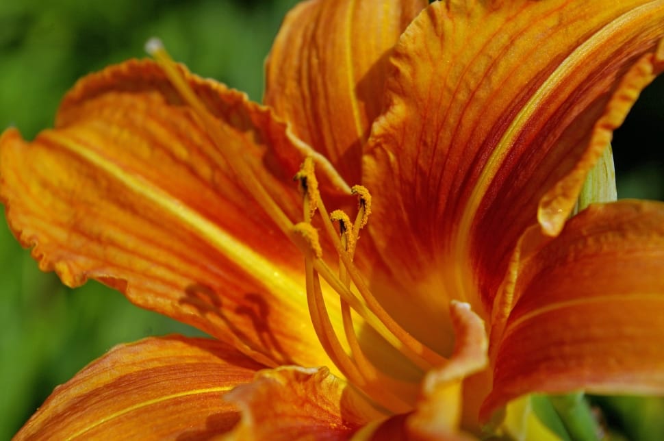 shallow focus photography of orange flower preview