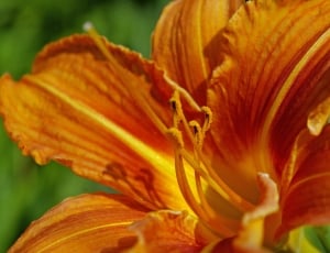 shallow focus photography of orange flower thumbnail