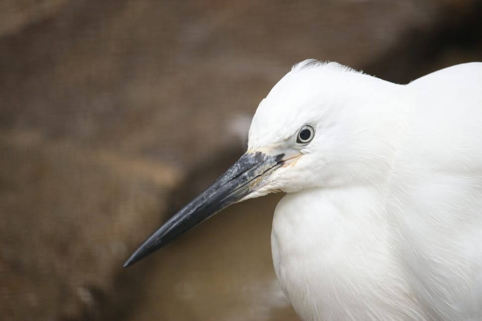 white long beak bird preview