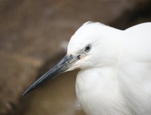 white long beak bird thumbnail