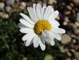 white daisy focus photography thumbnail