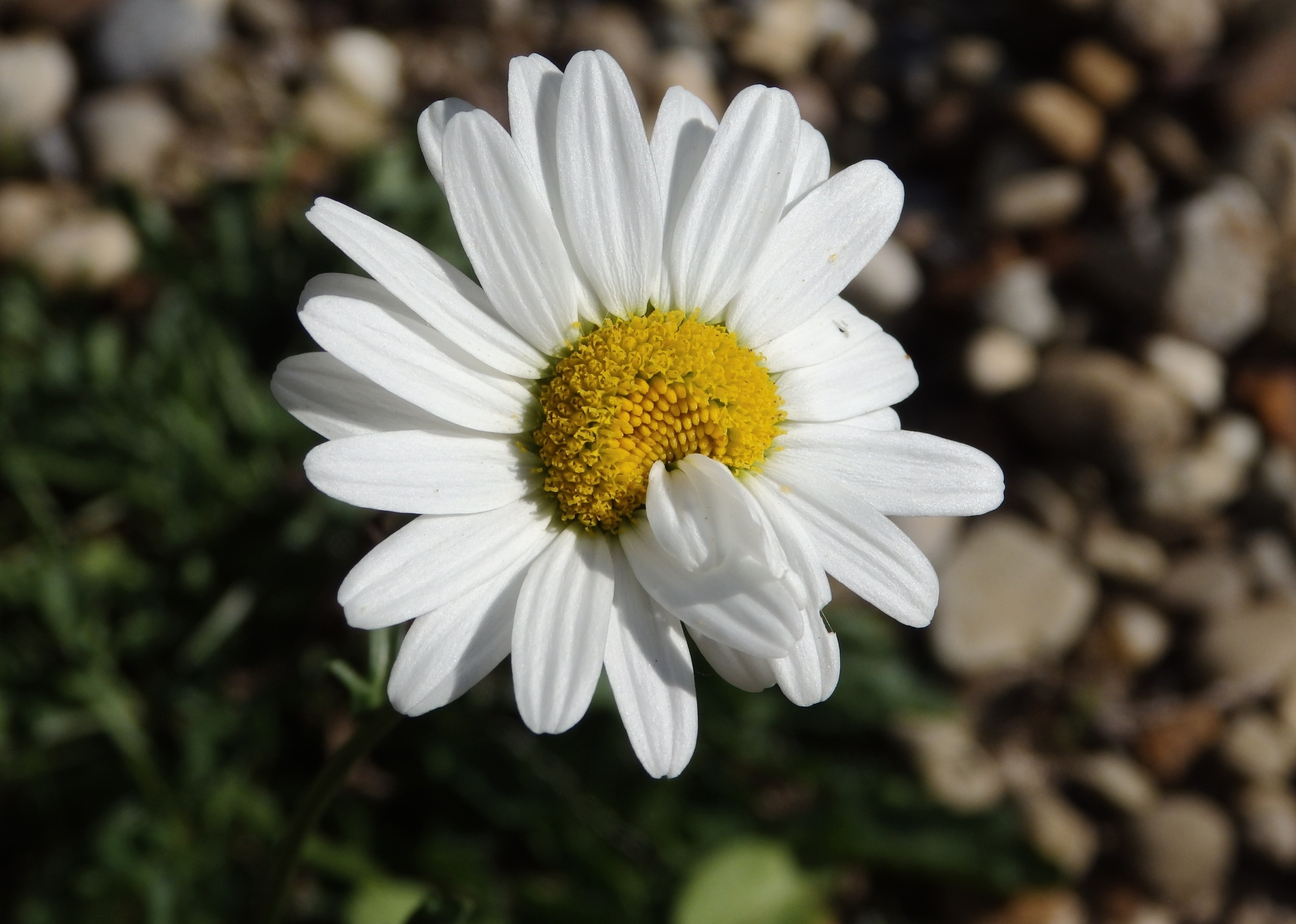 white daisy focus photography