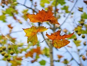 Autumn, Indus, The Leaves, leaf, autumn thumbnail