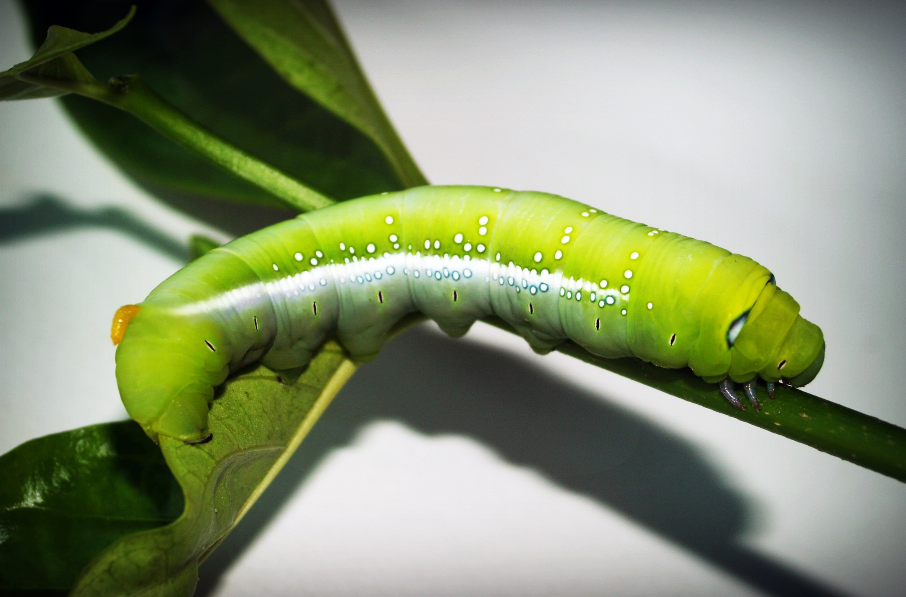 Green catteripillar on green plant