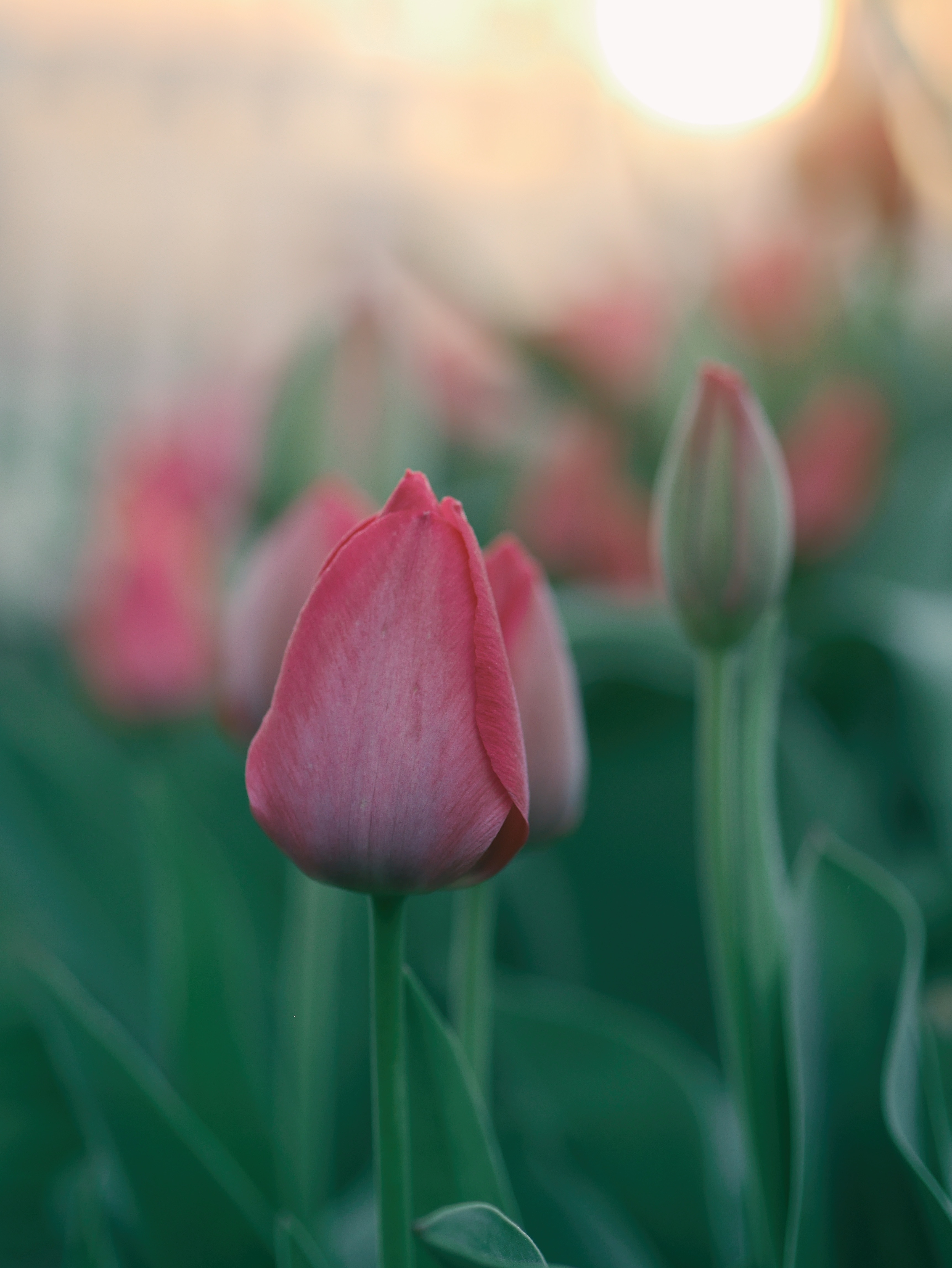 red and green petaled flower