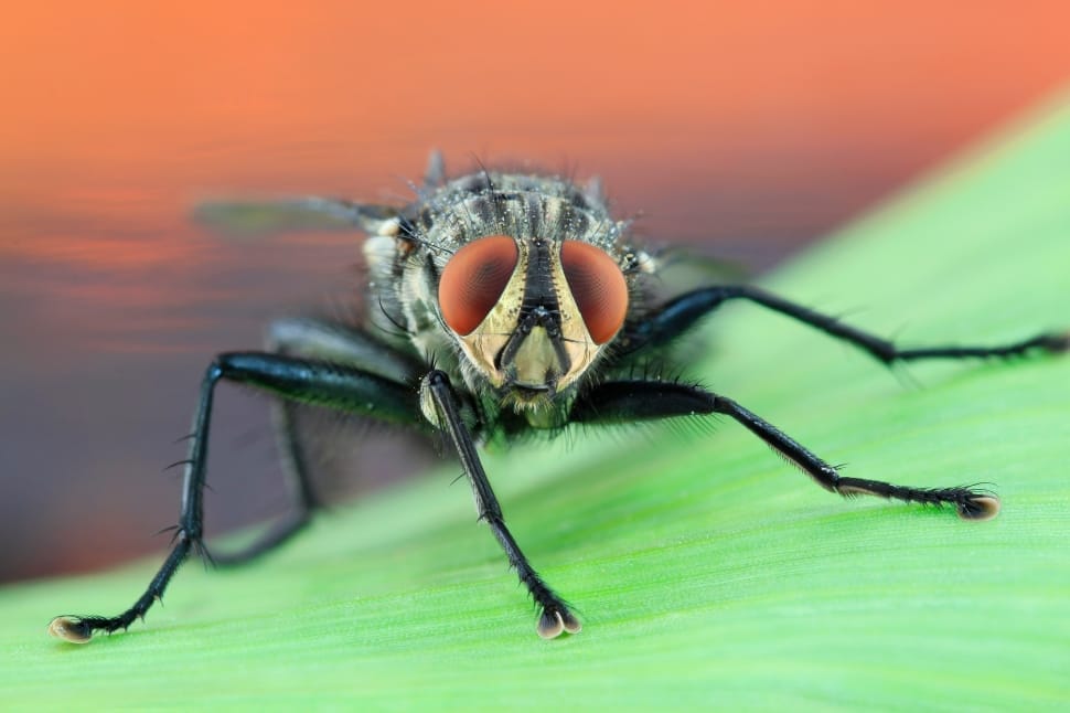 flesh fly preview