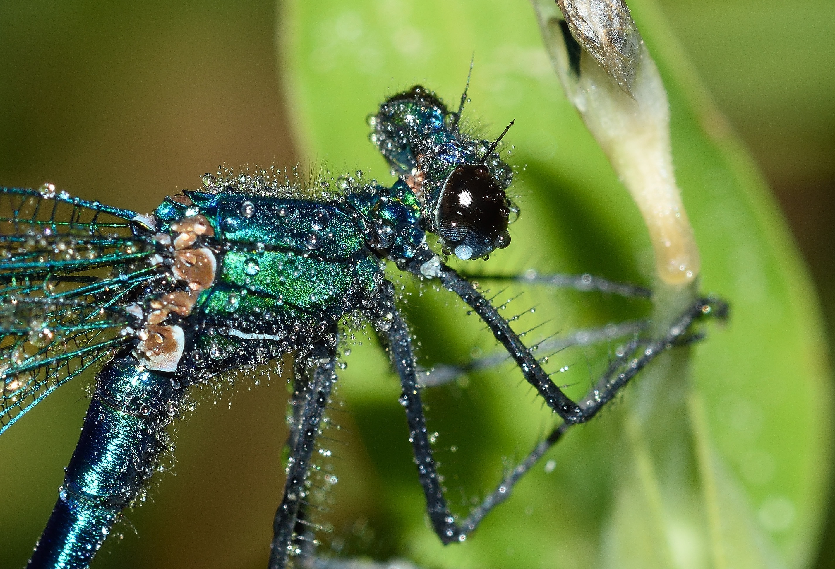 Seeing A Green Dragonfly