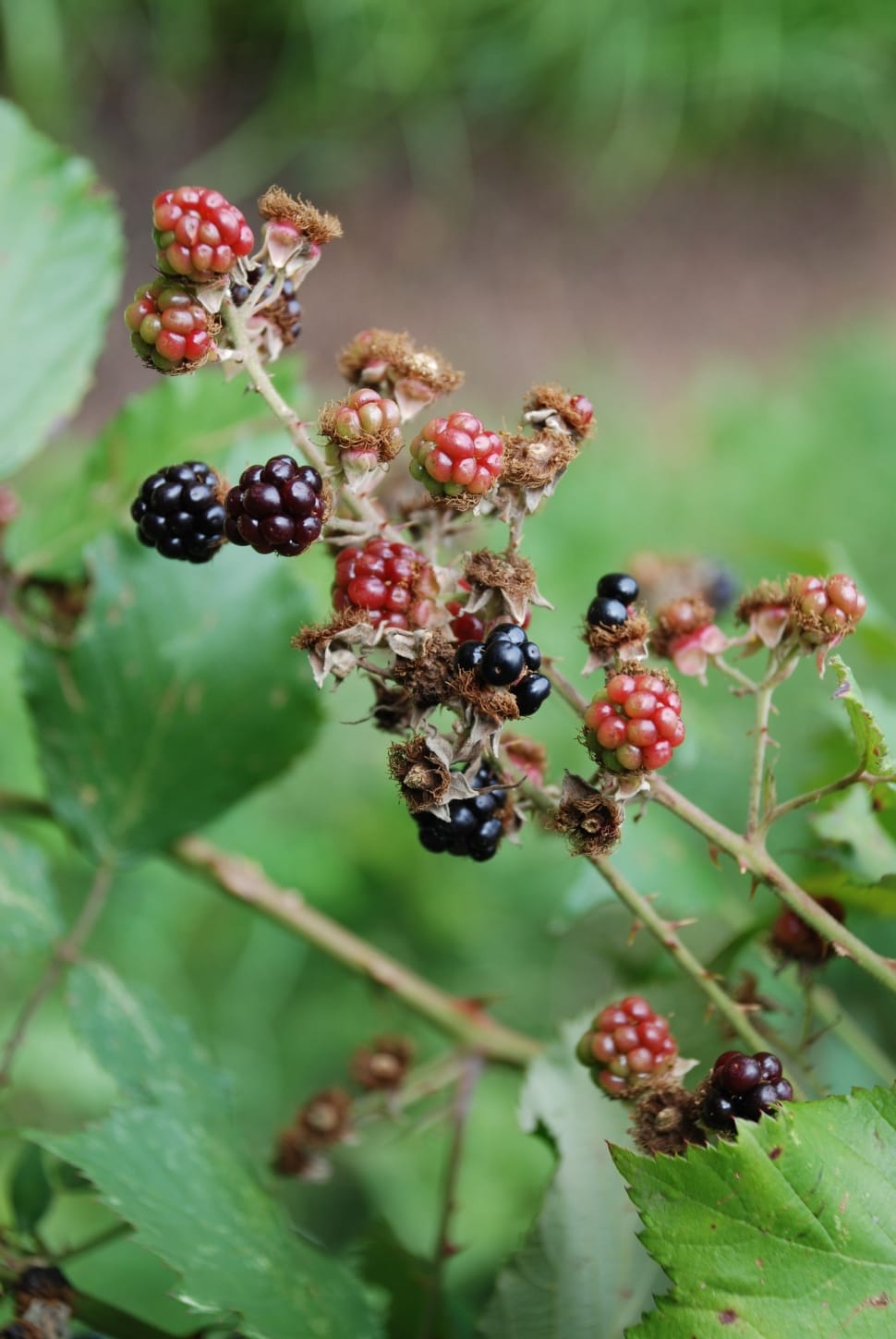 Berry, Thorns, Blackberries, September, fruit, food and drink preview