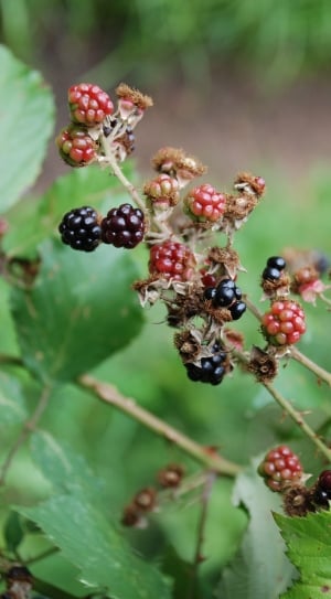 Berry, Thorns, Blackberries, September, fruit, food and drink thumbnail
