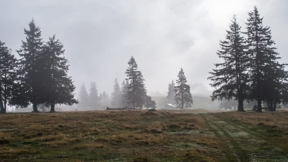 pine tree covered with fog under grey sky preview