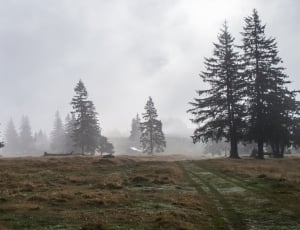 pine tree covered with fog under grey sky thumbnail