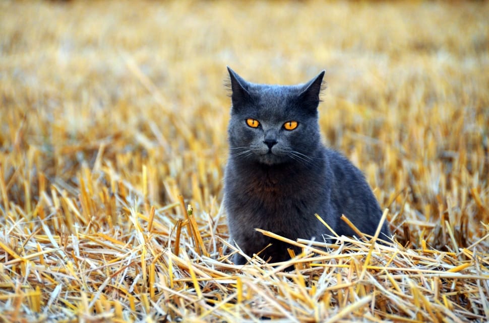 black short fur cat preview
