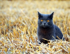black short fur cat thumbnail