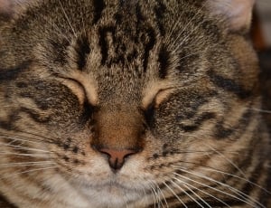 closeup photo of brown and black cat thumbnail