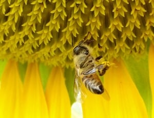yellow and black bees thumbnail