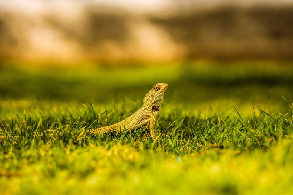 Lizard, Grass, Wildlife, Nature, Reptile, reptile, one animal preview
