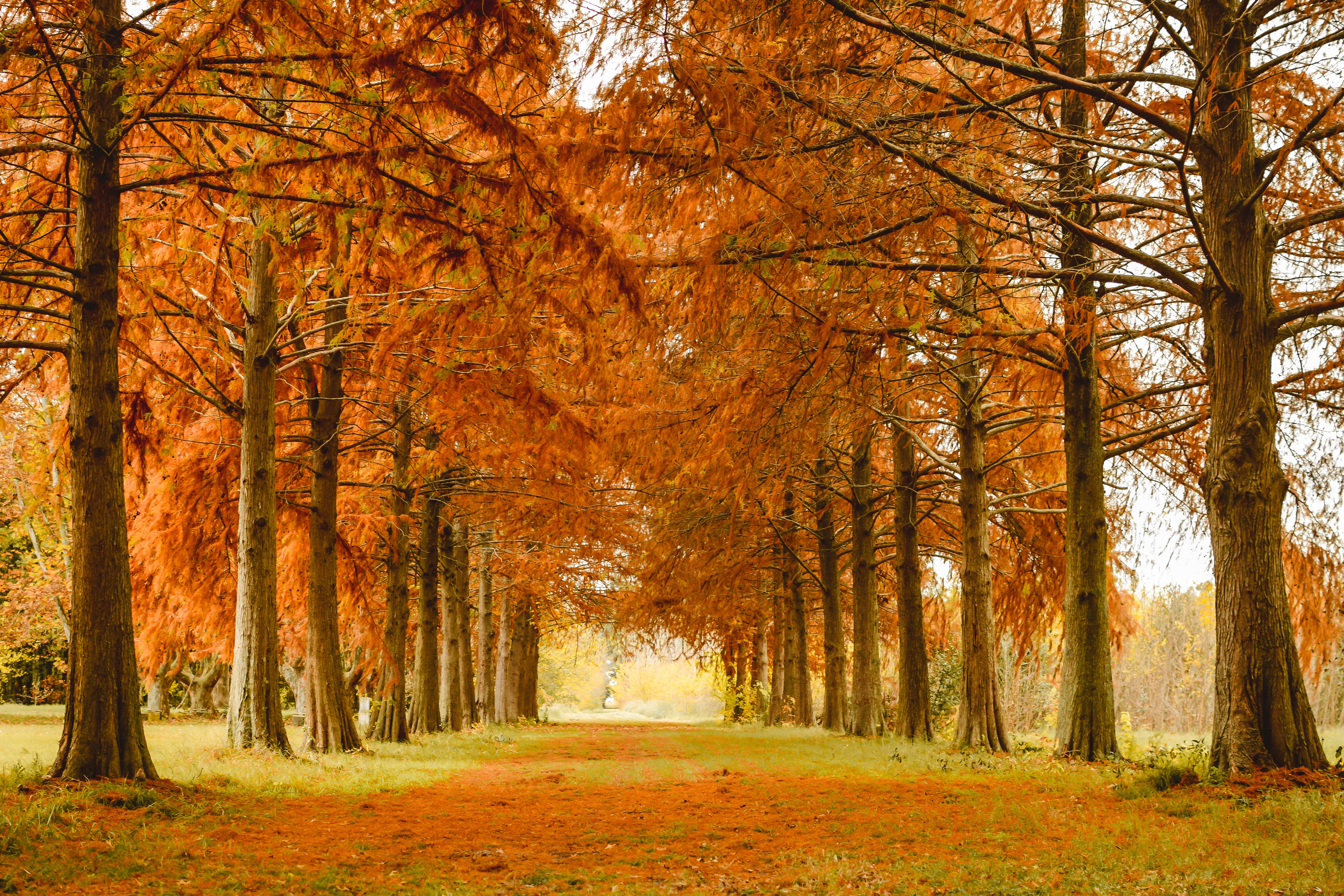Осенняя аллея в лесу