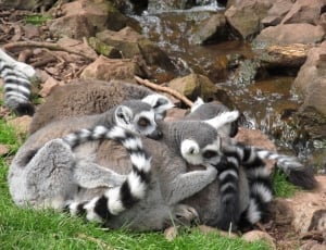 group of ringtail lemur thumbnail