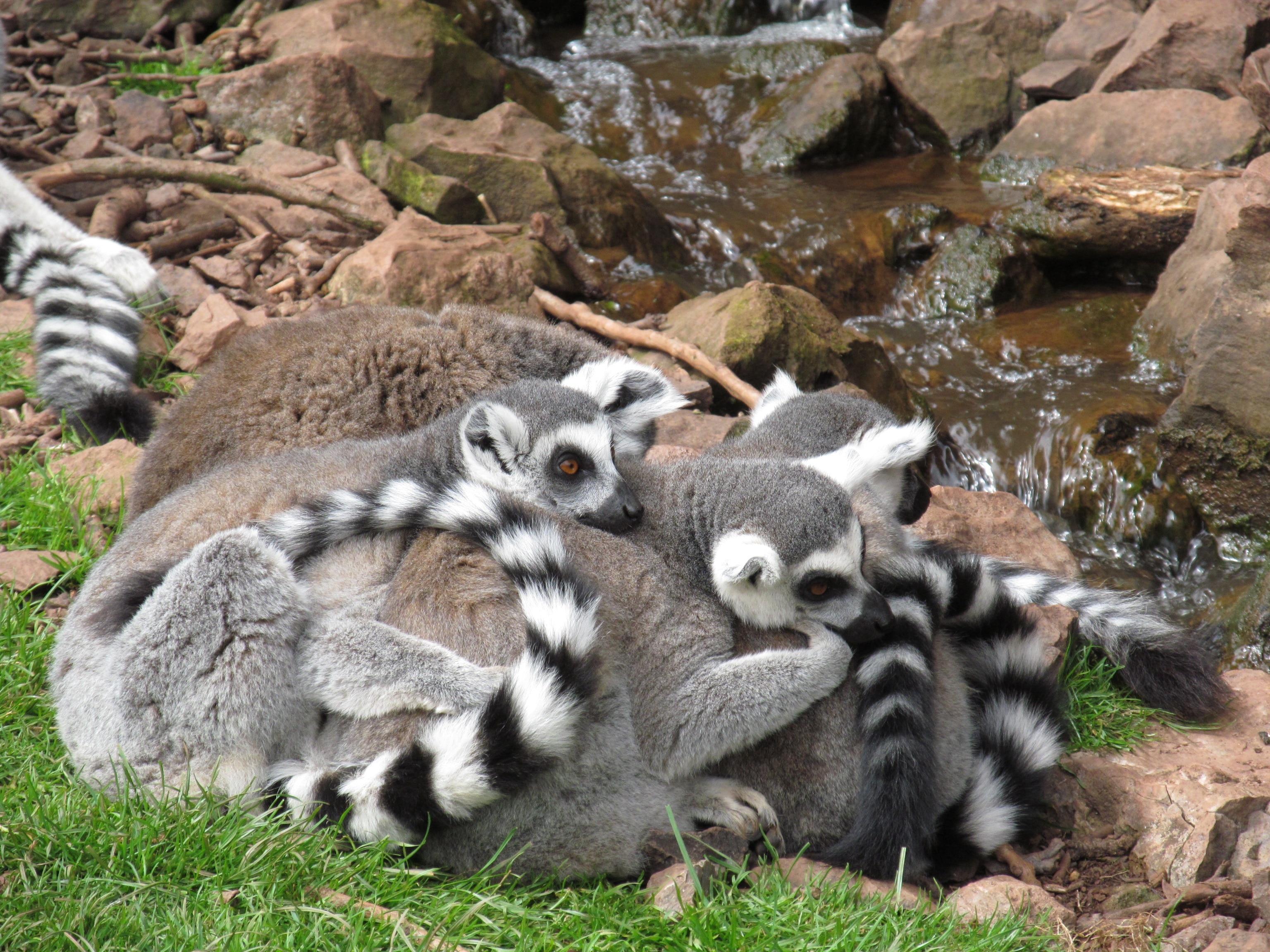 group of ringtail lemur