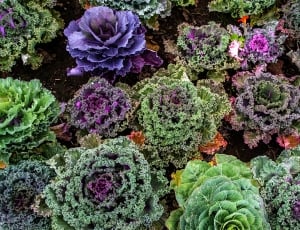 Vegetable Garden, Varieties Of Kale, purple, no people thumbnail