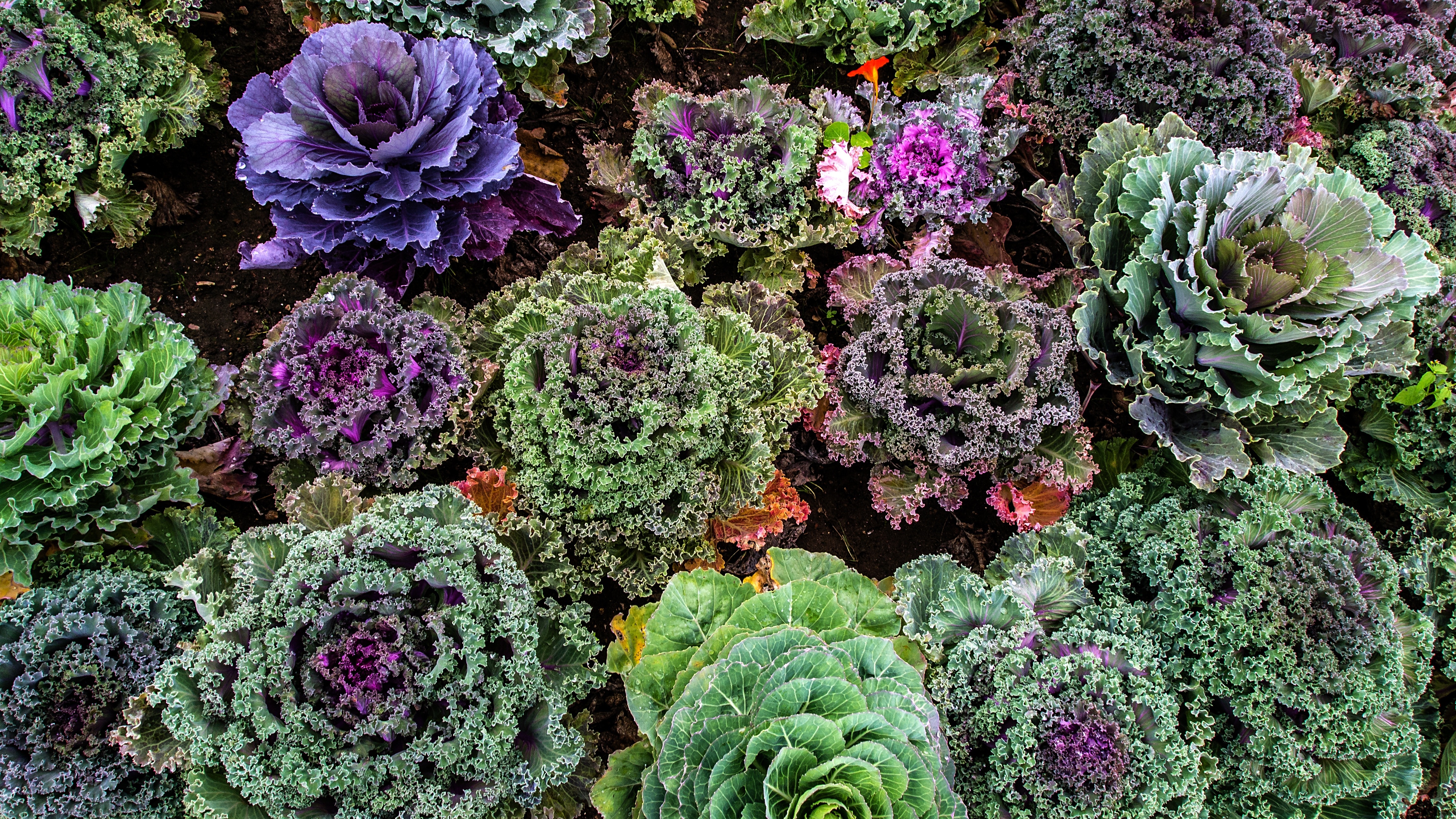 Vegetable Garden, Varieties Of Kale, purple, no people
