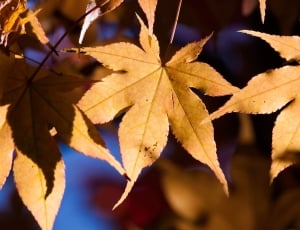 beige leaves thumbnail