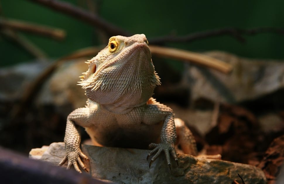 beige bearded dragon preview