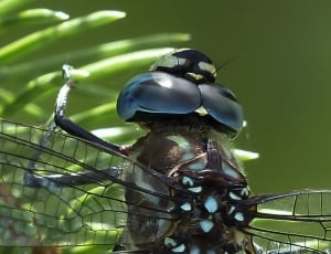 black and teal dragonfly thumbnail
