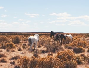 3 horses on savanna field thumbnail