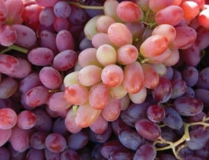 Agriculture, Grapes, Winery, Grapevine, fruit, grape thumbnail
