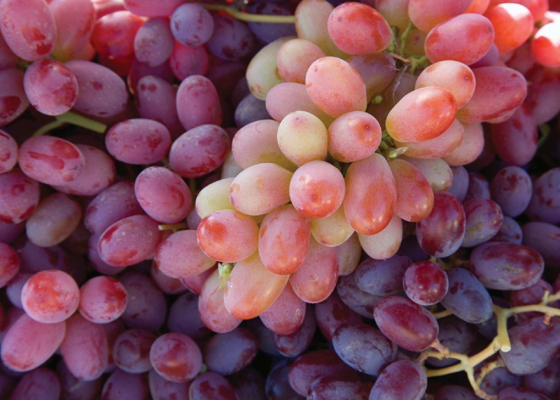 Agriculture, Grapes, Winery, Grapevine, fruit, grape