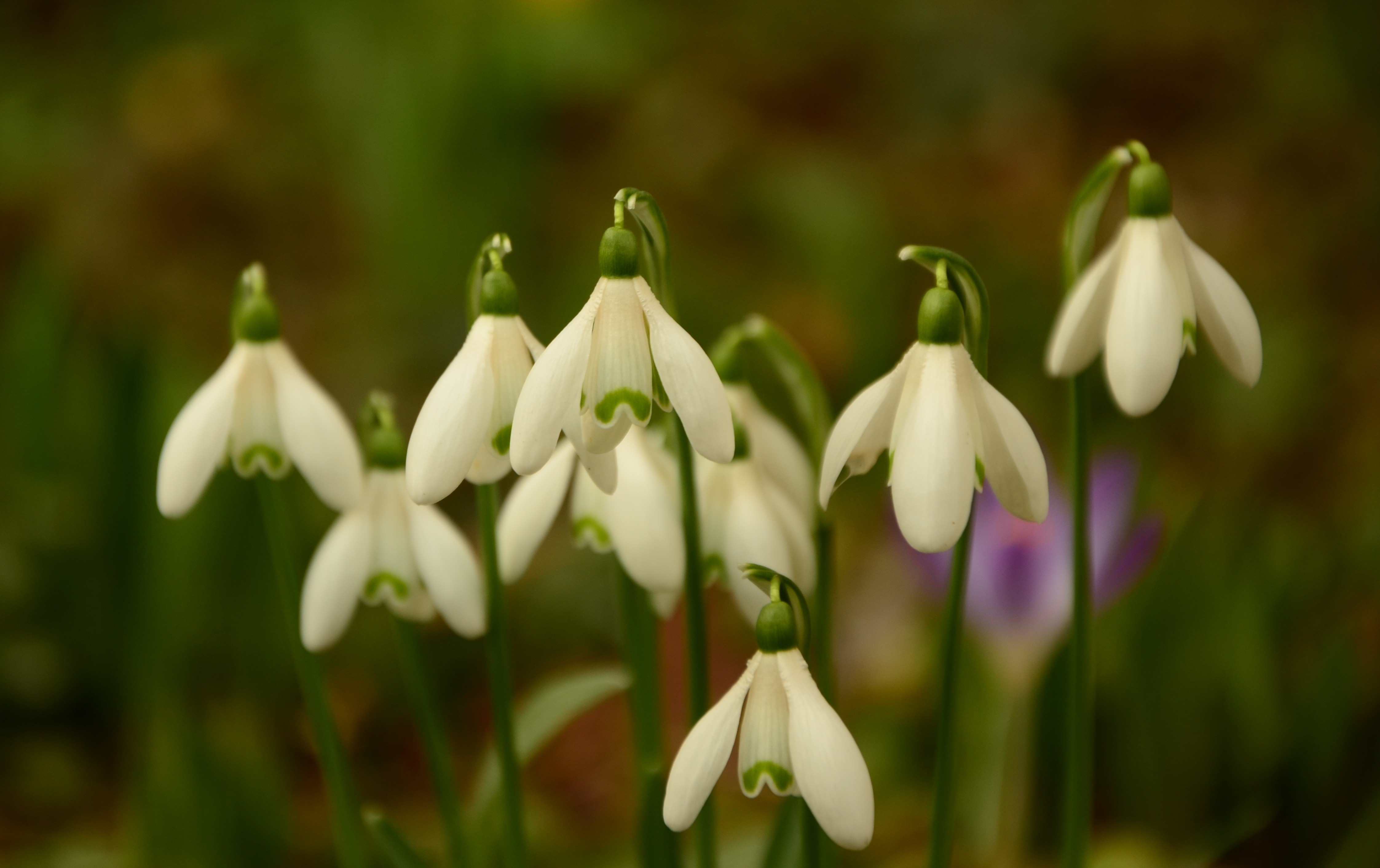 white petaled flower