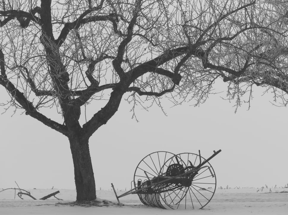 rickshaw under tree grayscale photo preview