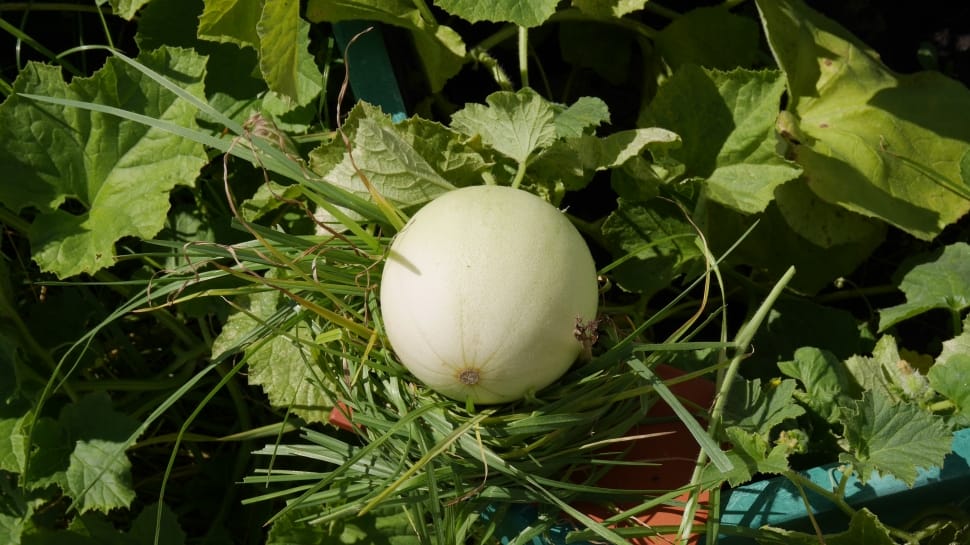 top view of round white vegetable preview