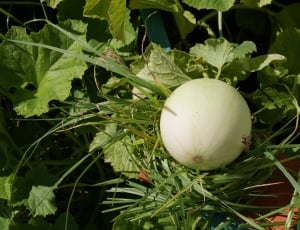 top view of round white vegetable thumbnail