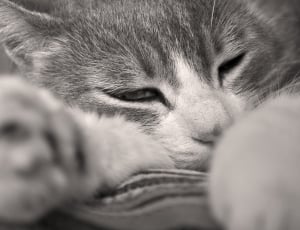 grey tabby cat thumbnail