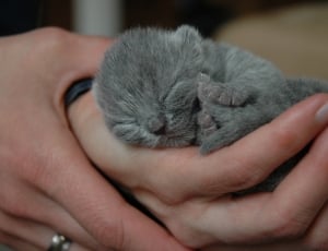 russian blue kitten thumbnail
