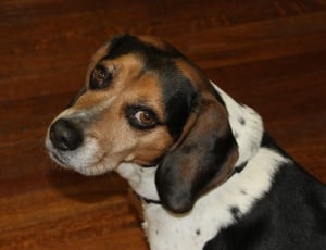 tricolor Beagle over brown wooden floor thumbnail
