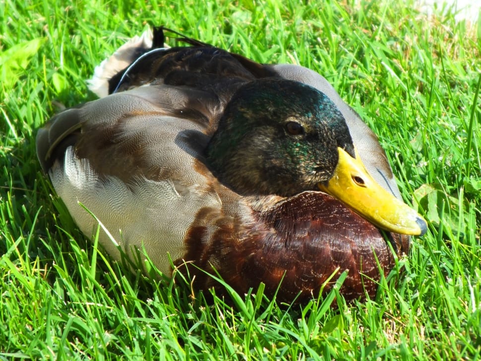 male mallard duck sitting on green grass field during daytime preview