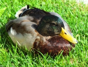 male mallard duck sitting on green grass field during daytime thumbnail