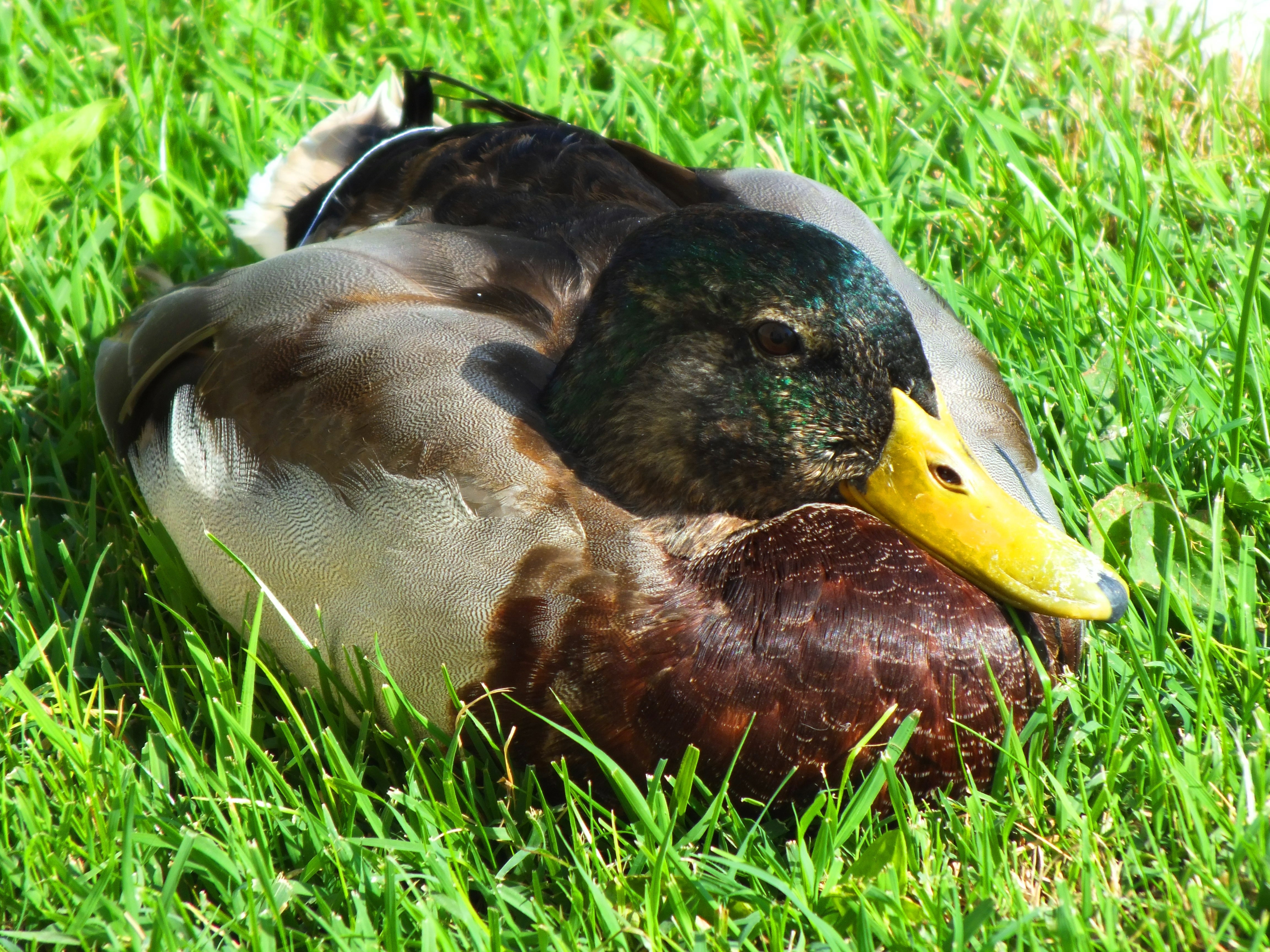 male mallard duck sitting on green grass field during daytime