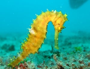 beige and yellow seahorse thumbnail