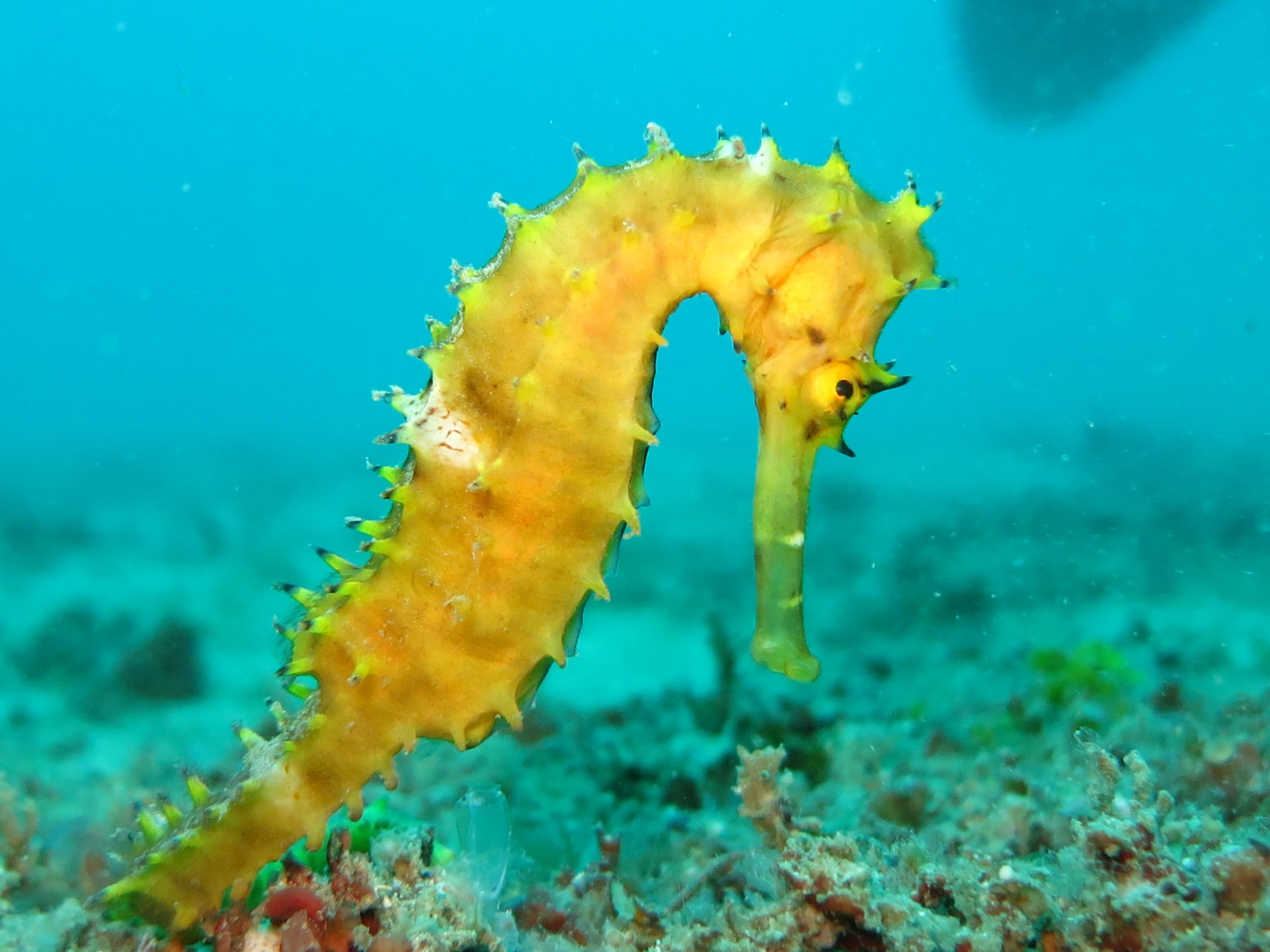beige and yellow seahorse