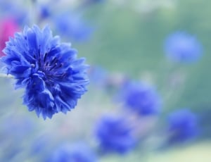 blue cornflower thumbnail