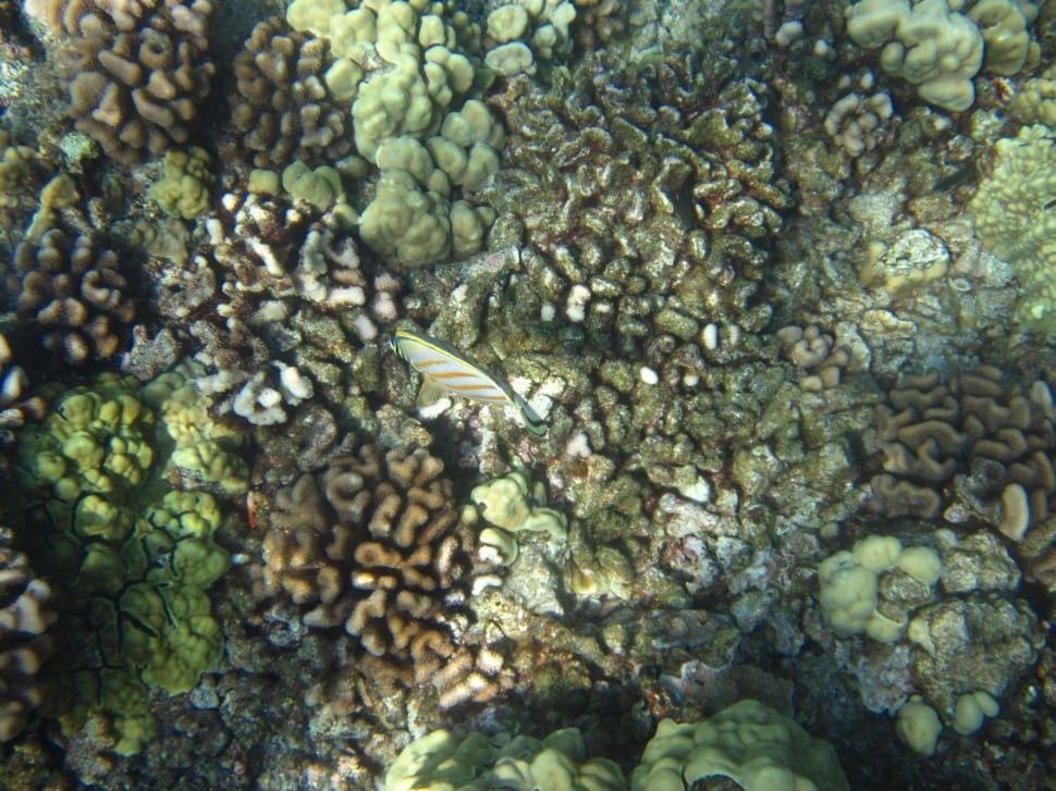 sea corals preview