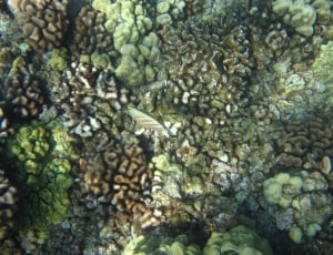 sea corals thumbnail